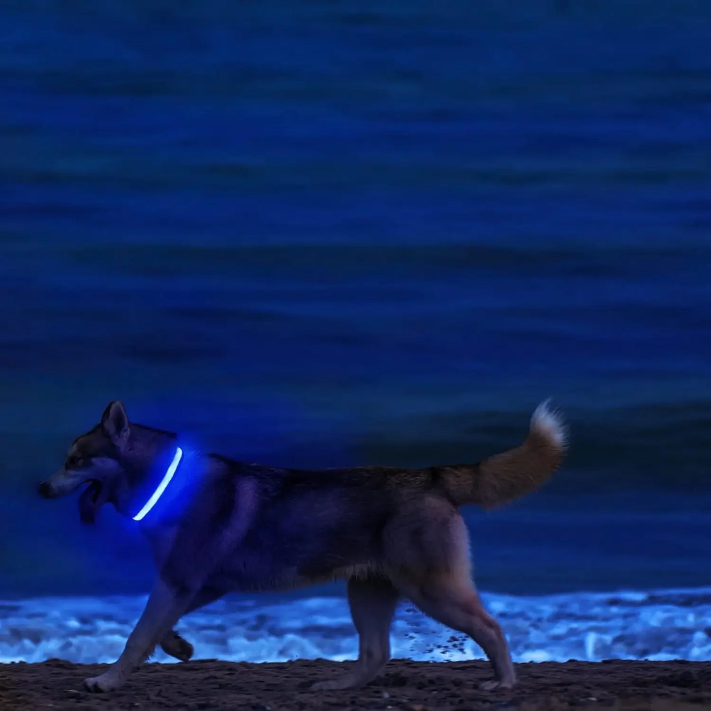 Light Up LED Pet Dog Collar Safety Night Walking Flashing Glow