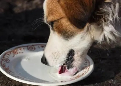 Pet health products and vitamins Pet formula Milk