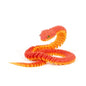 3D Printed Snake Decoration Colorful Model 3D